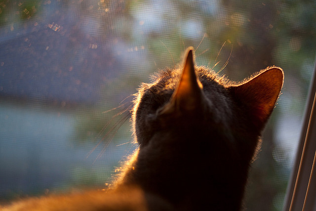 印度队2024年世界杯：敢于挑战世界强队的勇气，印度世界杯退赛